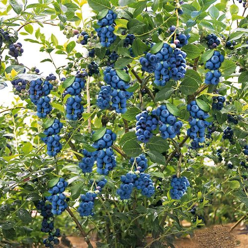 Magasbokrú kék áfonya - Vaccinium corymbosum Reka