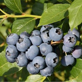 Folytontermő áfonya - Vaccinium corymbosum ‘Sierra’