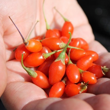 Goji bogyó  - Lycium barbarum 'Korean Big'