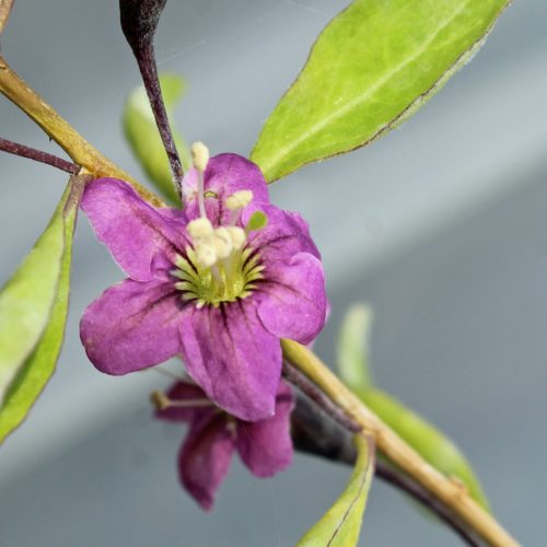 Goji bogyó  - Lycium barbarum 'Korean Big'