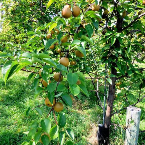 Kosui japán körtefa - vadkörte alanyon