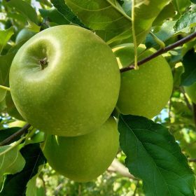 Granny Smith almafa - MM106 alanyon
