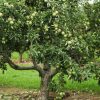 Granny Smith almafa - MM106 alanyon