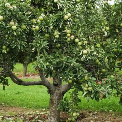Granny Smith almafa - MM106 alanyon