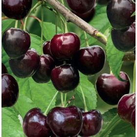 Kavics cseresznyefa - sajmeggy alanyon