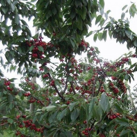 Kavics cseresznyefa - sajmeggy alanyon