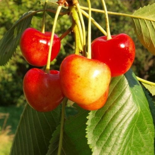 Vega tarka cseresznyefa - sajmeggy alanyon