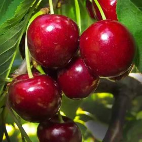 Katalin cseresznyefa - sajmeggy alanyon