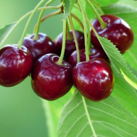 Linda cseresznyefa - sajmeggy alanyon