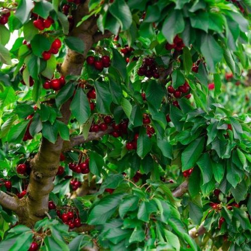 Linda cseresznyefa - sajmeggy alanyon