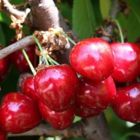 Rita cseresznyefa - sajmeggy alanyon