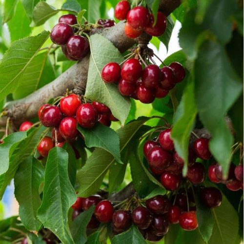 Rita cseresznyefa - sajmeggy alanyon