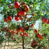 Fuji almafa - MM106 alanyon
