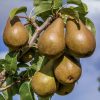 Bosc Kobak körtefa - vadkörte alanyon