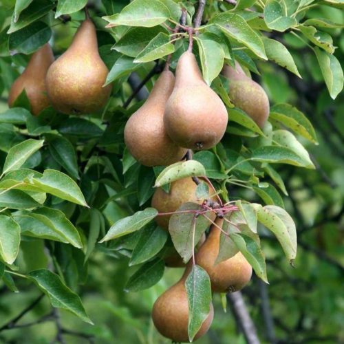 Bosc Kobak körtefa - vadkörte alanyon