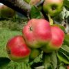 Apistar® almafa - MM106 alanyon