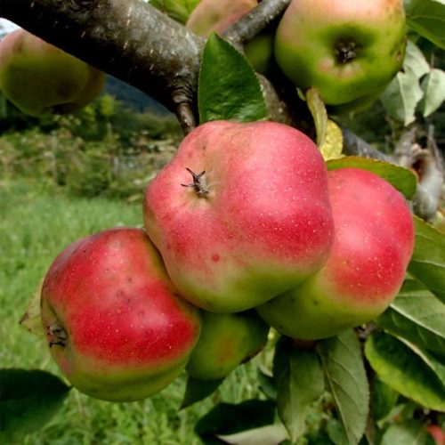 Apistar® almafa - MM106 alanyon