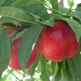 Snow Queen kopasz őszibarackfa - GF677 alanyon