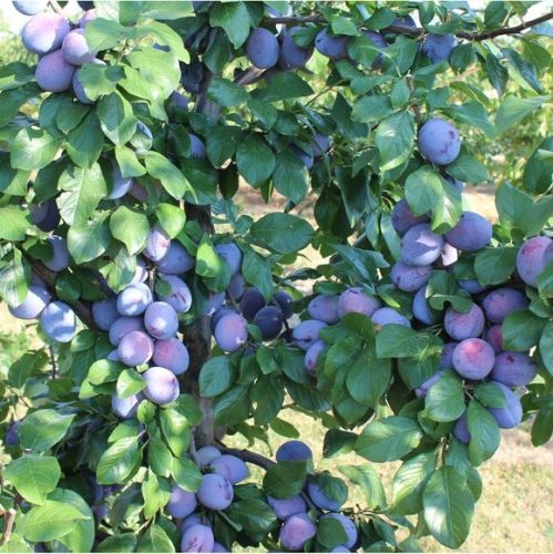 Jojo(S) szilvafa - mirobalán alanyon