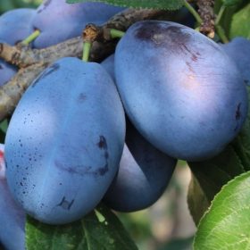 Topfirst szilvafa - mirobalán alanyon