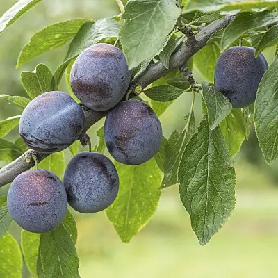 Topfive(S) szilvafa - mirobalán alanyon