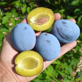 Tophit(S) szilvafa - mirobalán alanyon