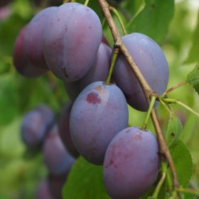 President szilvafa - mirobalán alanyon