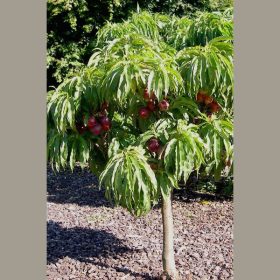 Prunus persica ‘Nanum’ – törpe díszbarack