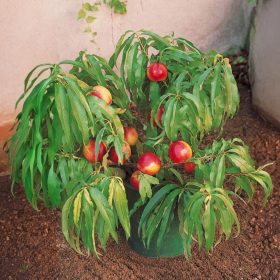 Nectarina Nanum – törpe nektarin