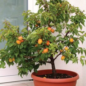 Prunus armeniaca ‘Nanum’ – törpe kajszibarack