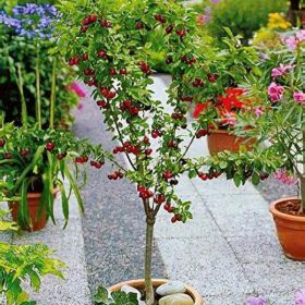 PRUNUS AVIUM NANUM - törpe cseresznye