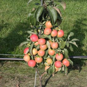 Malus domestica ‘Nanum’ – törpe alma