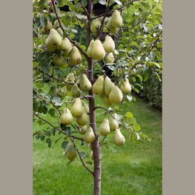Pyrus communis ‘Nanum’ – törpe körte