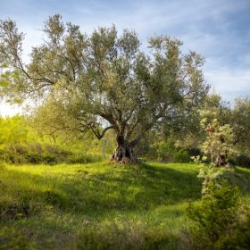 Olajfa - Olea europea ‘Leccino’ 