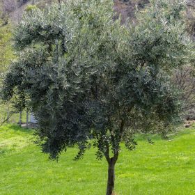 Olajfa - Olea europea ‘Maurino’