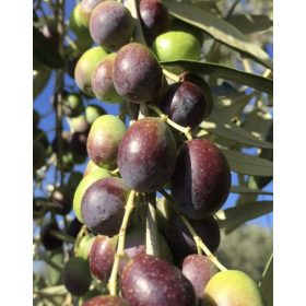 Olajfa - Olea europea ‘Moraiolo’