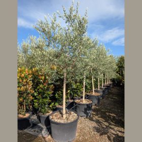 Olajfa - Olea europea ‘Taggiasca’