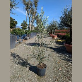 Olajfa - Olea europea ‘Cipressino’