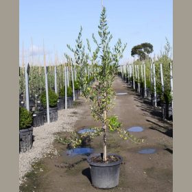 Olajfa - Olea europea – kétéves