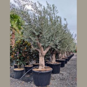 Olajfa - Olea europea – egytörzsű (őstörzses)