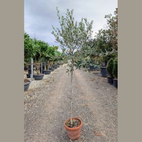 Olajfa - Olea europea – félmagas törzsű