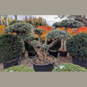   Olajfa - Olea europea 'Pom Pom' – bonsai jellegű, formára nyírt