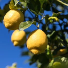 Citromfa - Citrus limon ‘Femminello’ 