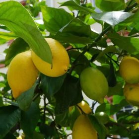 Citromfa - Citrus limon ‘Lunario’