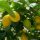 Citromfa - Citrus limon ‘Lunario’
