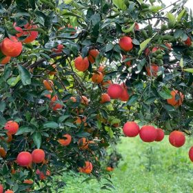 Vérnarancs - Citrus × sinensis ‘Tarocco’