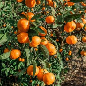 Mandarin - Citrus reticulata ‘Mandarino’