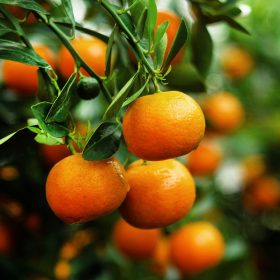 Kelementin - Citrus reticulata ‘Mandarancio’