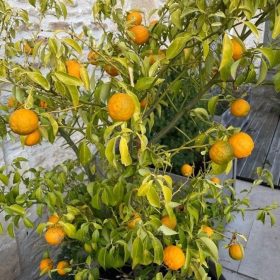   Késői érésű mandarin - Citrus reticulata ‘Tardivo di Ciaculli’ 