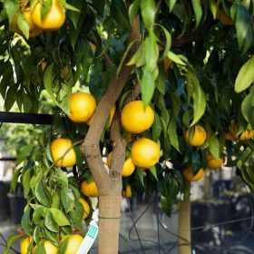 Mandarin–grapefruit hibrid - Citrus reticulata ‘Mapo’